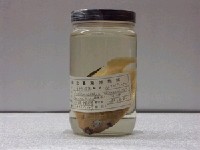藏品(三點阿波魚)的圖片